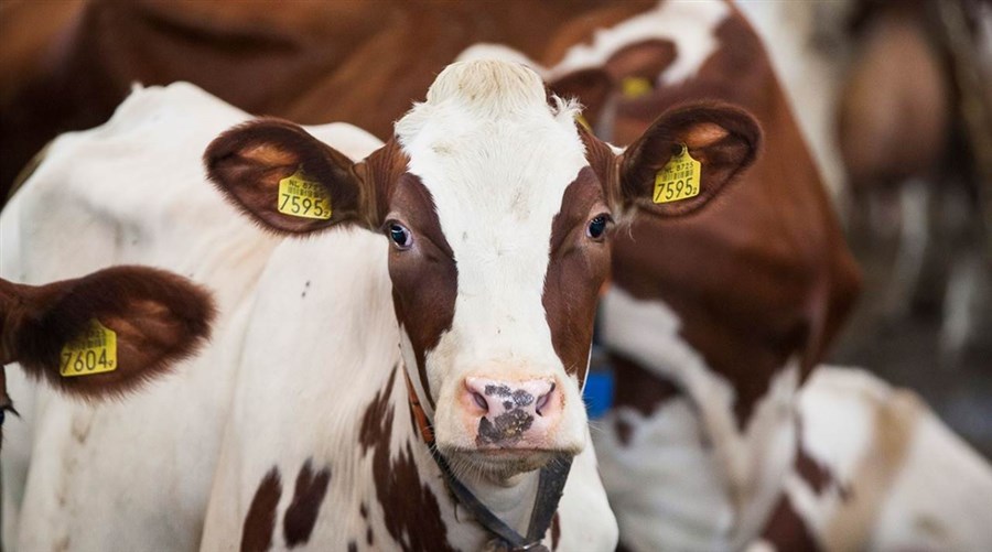 Bericht Ruim € 13 miljoen voor uitbreiding Brabantse Biodiversiteitsmonitor Melkveehouderij bekijken